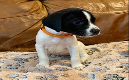 Springador dogs for sale: STUNNING SPRINGADOR PUPPIES  - Image 13