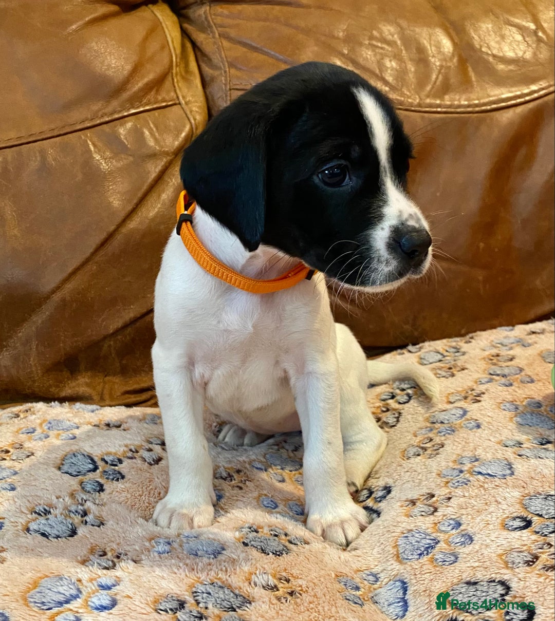 Springador dogs for sale: STUNNING SPRINGADOR PUPPIES  - Image 13