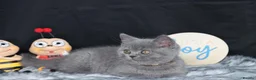 British Shorthair cats for sale: Tica registered British Shorthaired kittens - Advert 17