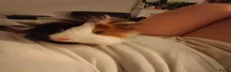 Guinea Pig rodents for sale: Giving away my baby boy  in Orpington - Advert 3