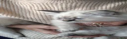 Ragdoll cats for sale: Beautiful Bluey Kittens - Advert 6