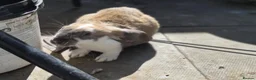 English Lop rabbits for sale: Two stunning female English lops - Advert 3