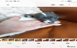 Jack Russell dogs for sale: Miniature Wenlock jack russell terriers - Image 3
