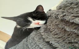 British Shorthair cats for sale: Nala 1 year old Kitten  - Image 3