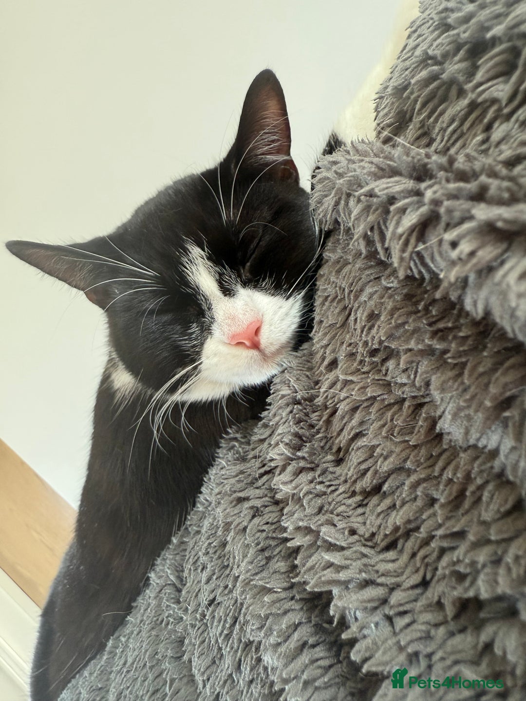 British Shorthair cats for sale: Nala 1 year old Kitten  - Image 3