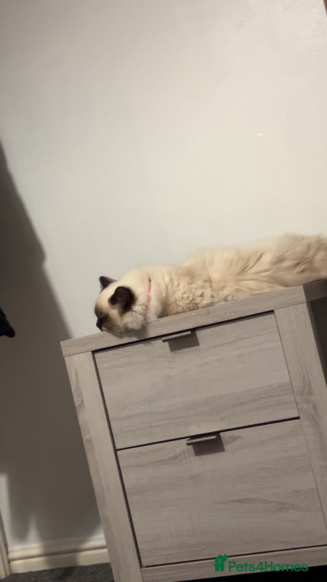 Ragdoll cats for sale: 6 Month Ragdoll😍 - Advert 5