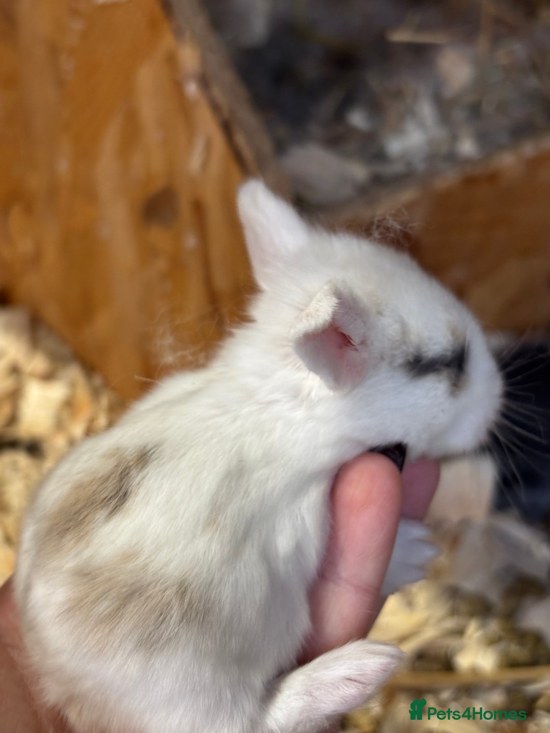 Mini Lop rabbits for sale: White & Grey Mini Lops - Advert 7