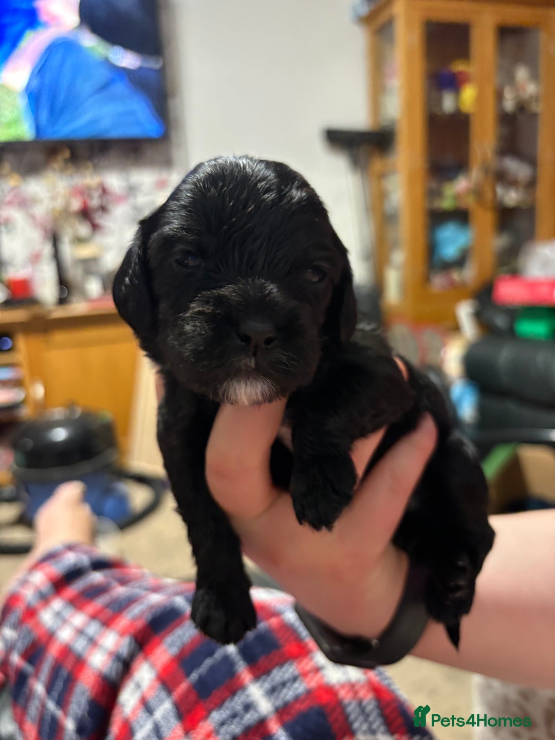 Cockalier dogs for sale: Cocker spaniel - Advert 15