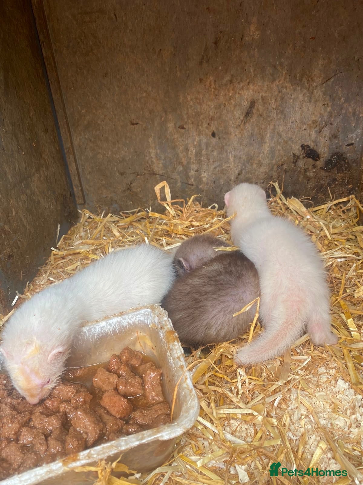 Ferret rodents Ferrets for ssle - Advert 4