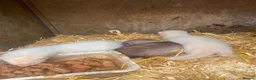 Ferret rodents for sale: Ferrets for ssle - Advert 1