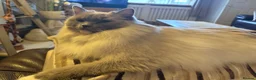 Ragdoll cats for sale: Beautiful Lilac Mitted Colourpoint Ragdoll Kittens - Advert 2