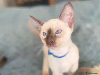 Siamese cats Siamese kittens - Advert 18