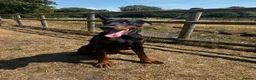 Dobermann dogs for sale: Beautiful Rescue Boy  - Advert 6