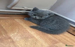 British Shorthair cats for sale: 2 Beautiful British ShortHair  - Image 10