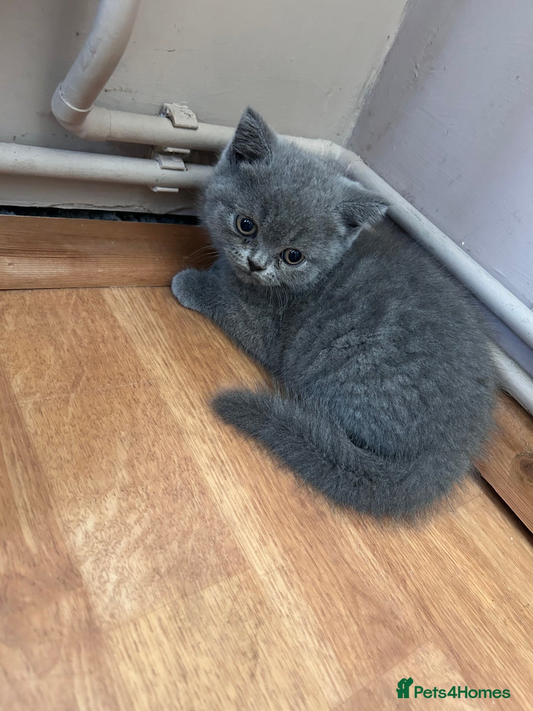 British Shorthair cats for sale: 2 Beautiful British ShortHair  - Image 10