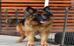 German Shepherd dogs for sale: TWO ADULT LONGHAIRED GSD FEMALES  - Image 3