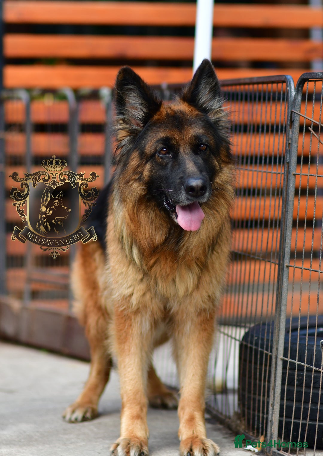 German Shepherd dogs for sale: TWO ADULT LONGHAIRED GSD FEMALES  - Image 3