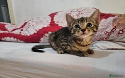 Mixed Breed cats for sale: A male tabby kitten - Image 3