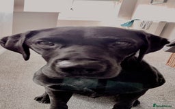 Labrador Retriever dogs for stud: Proven KC Labrador Stud in Stoke-on-Trent - Image 21