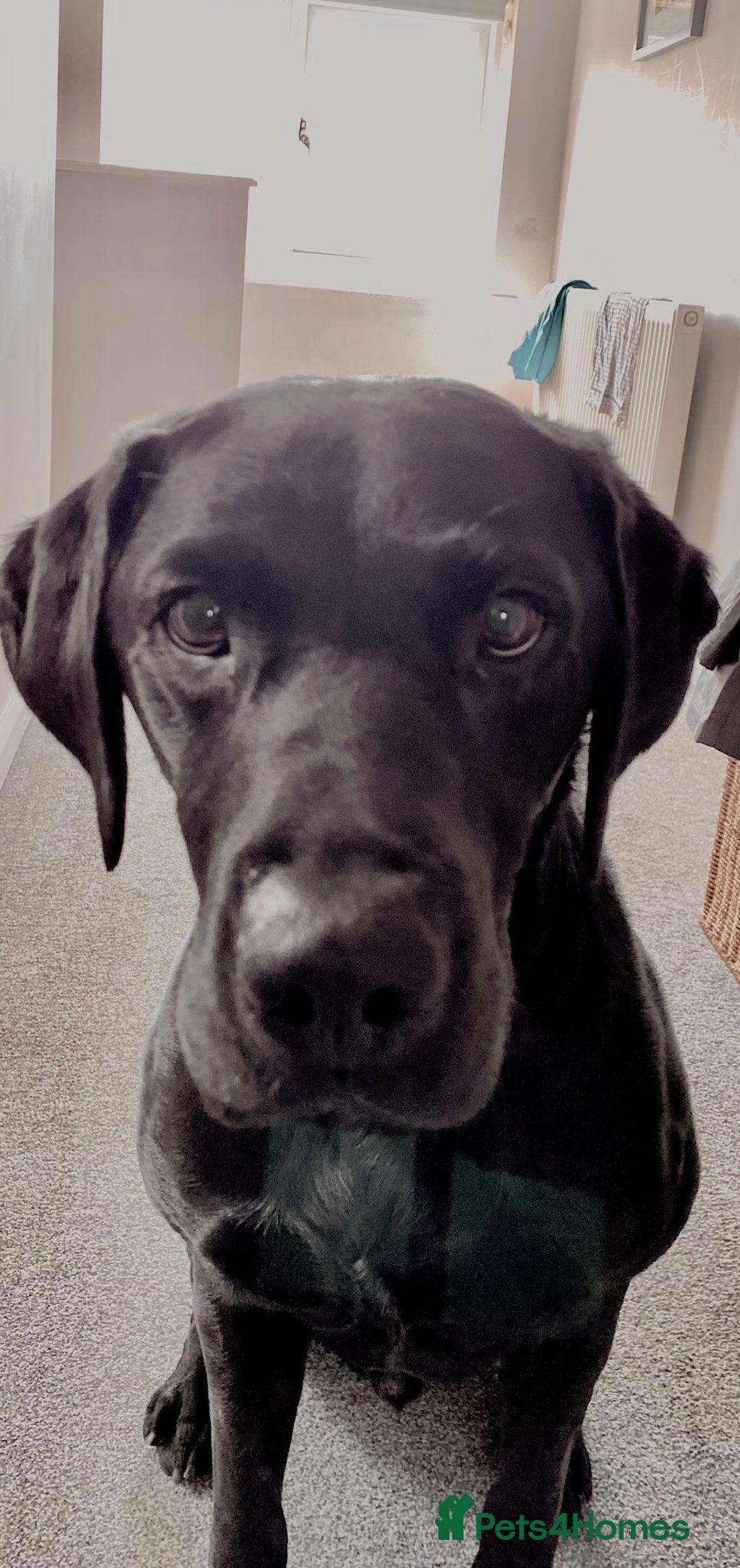 Labrador Retriever dogs for stud: Proven KC Labrador Stud in Stoke-on-Trent - Image 21