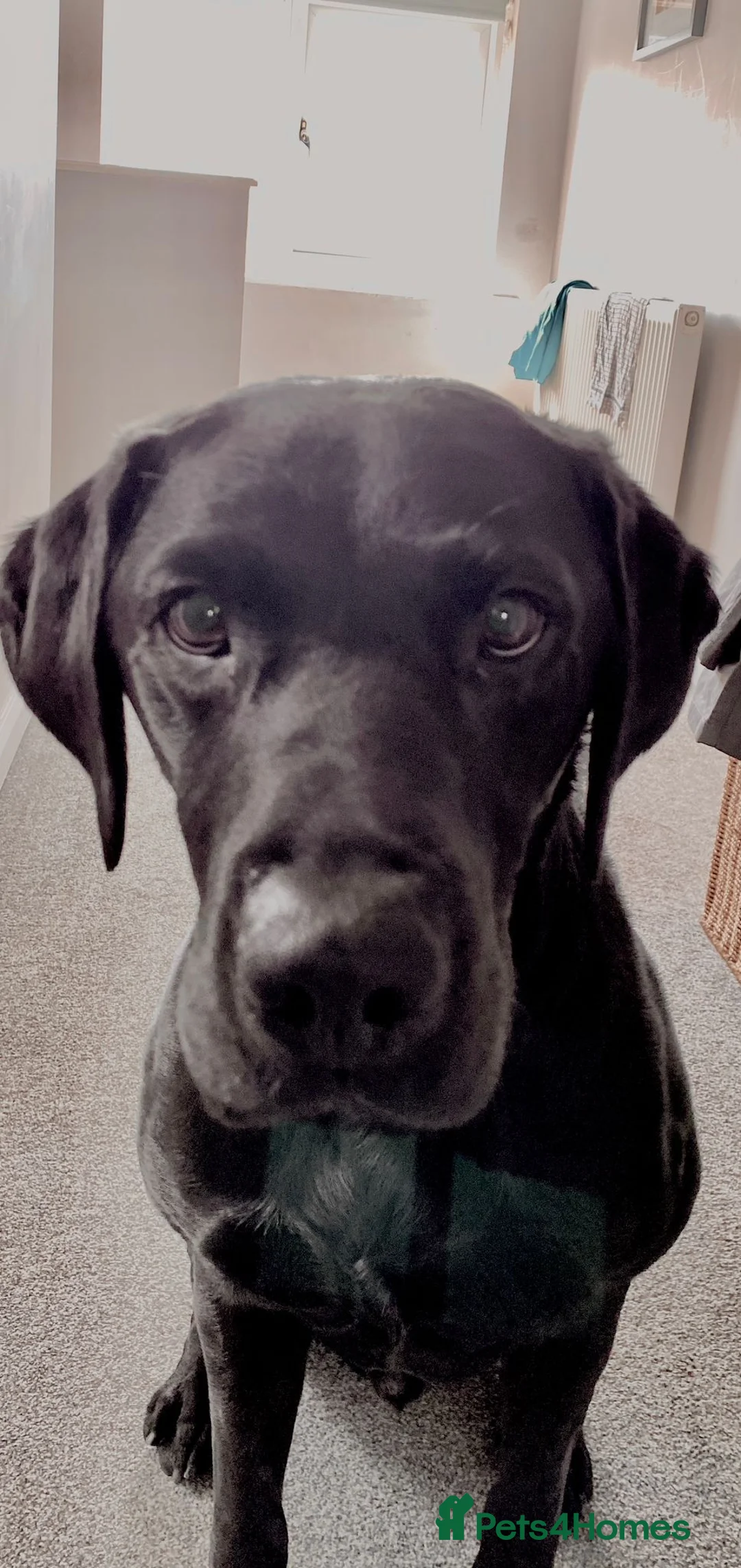 Labrador Retriever dogs for stud: Proven KC Labrador Stud in Stoke-on-Trent - Advert 21