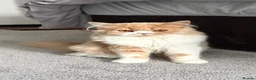 Scottish Fold cats for sale: Scottish fold  - Advert 1