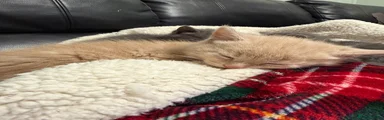 Mixed Breed Kitten 1