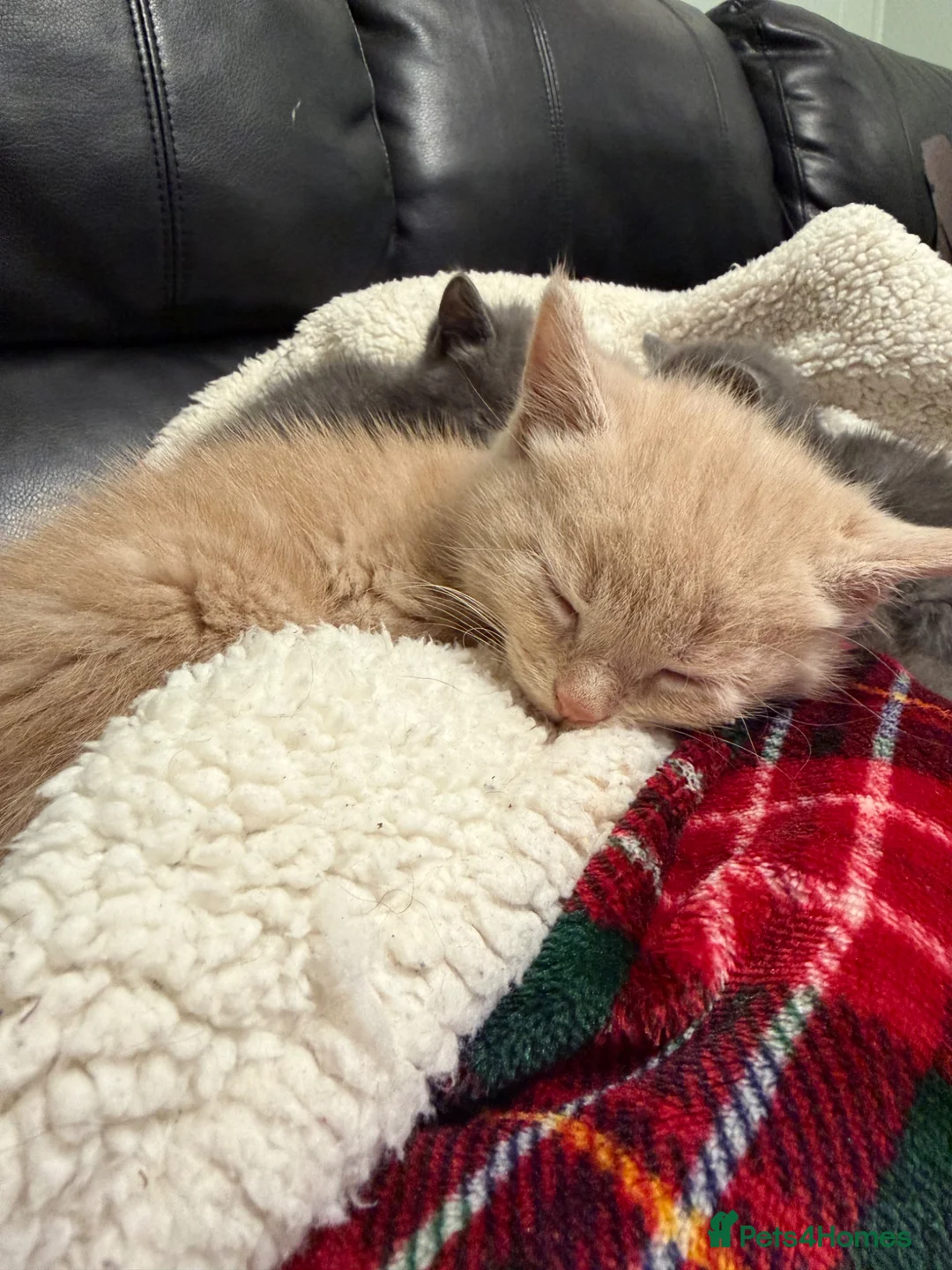 Mixed Breed cats for sale: Gorgeous mixed breed kittens  - Advert 2