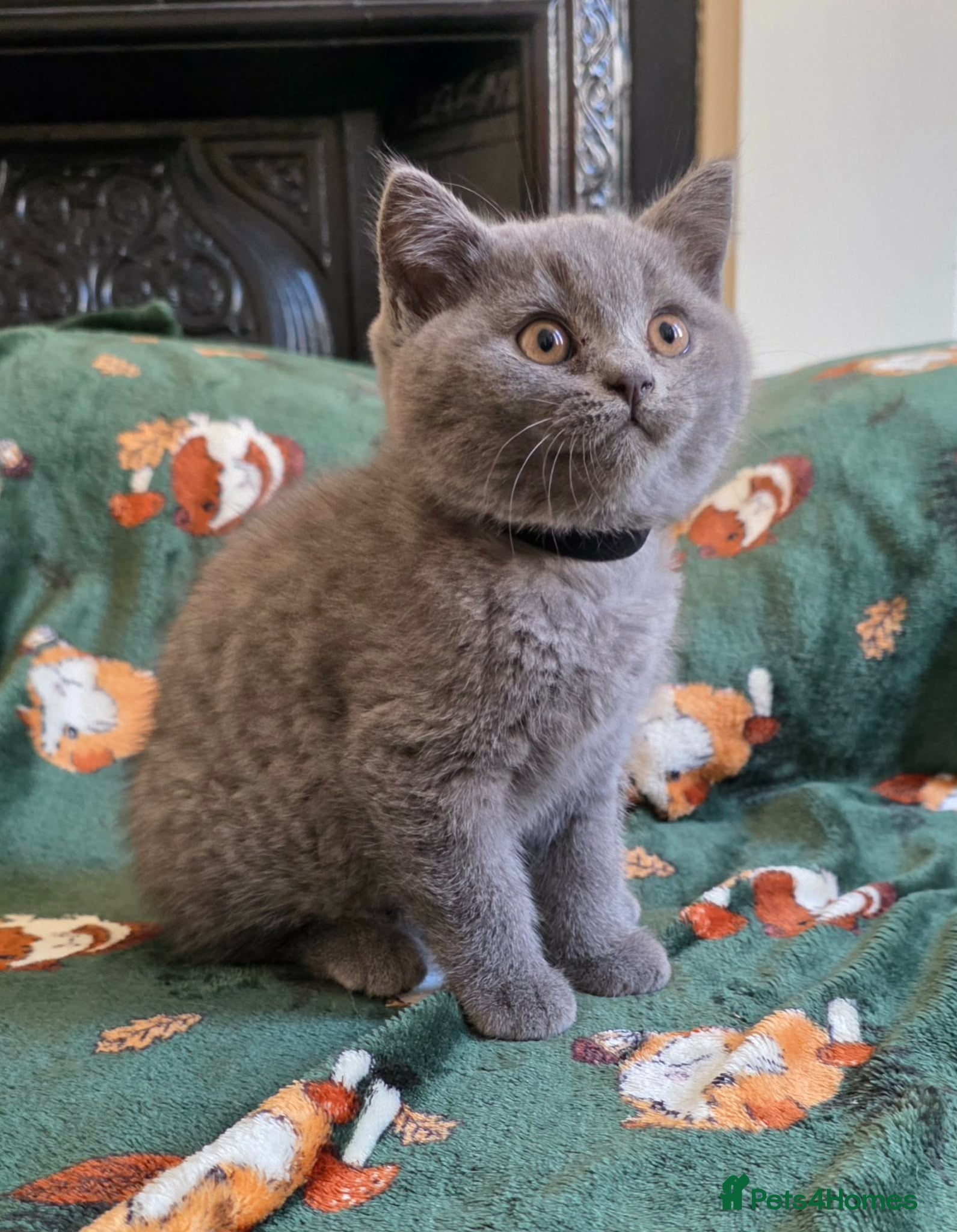 British Shorthair cats Beautiful British Shorthair kittens - Advert 2