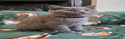 British Shorthair cats for sale: Beautiful British Shorthair kittens - Advert 1