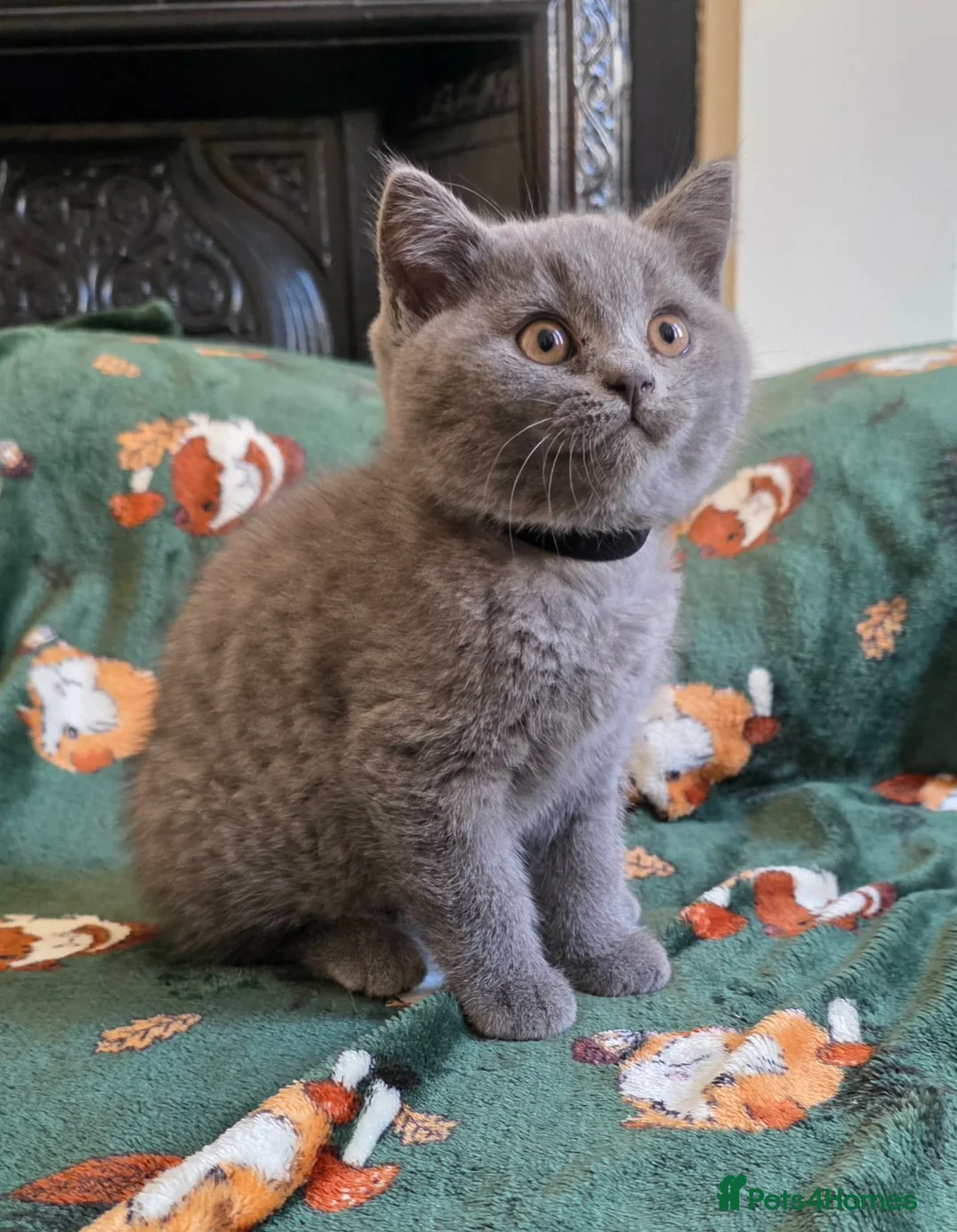 British Shorthair cats for sale: Beautiful British Shorthair kittens - Advert 1