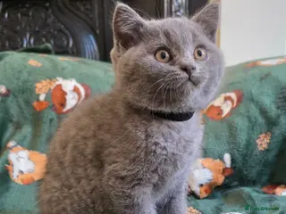 British Shorthair cats Beautiful British Shorthair kittens - Advert 3