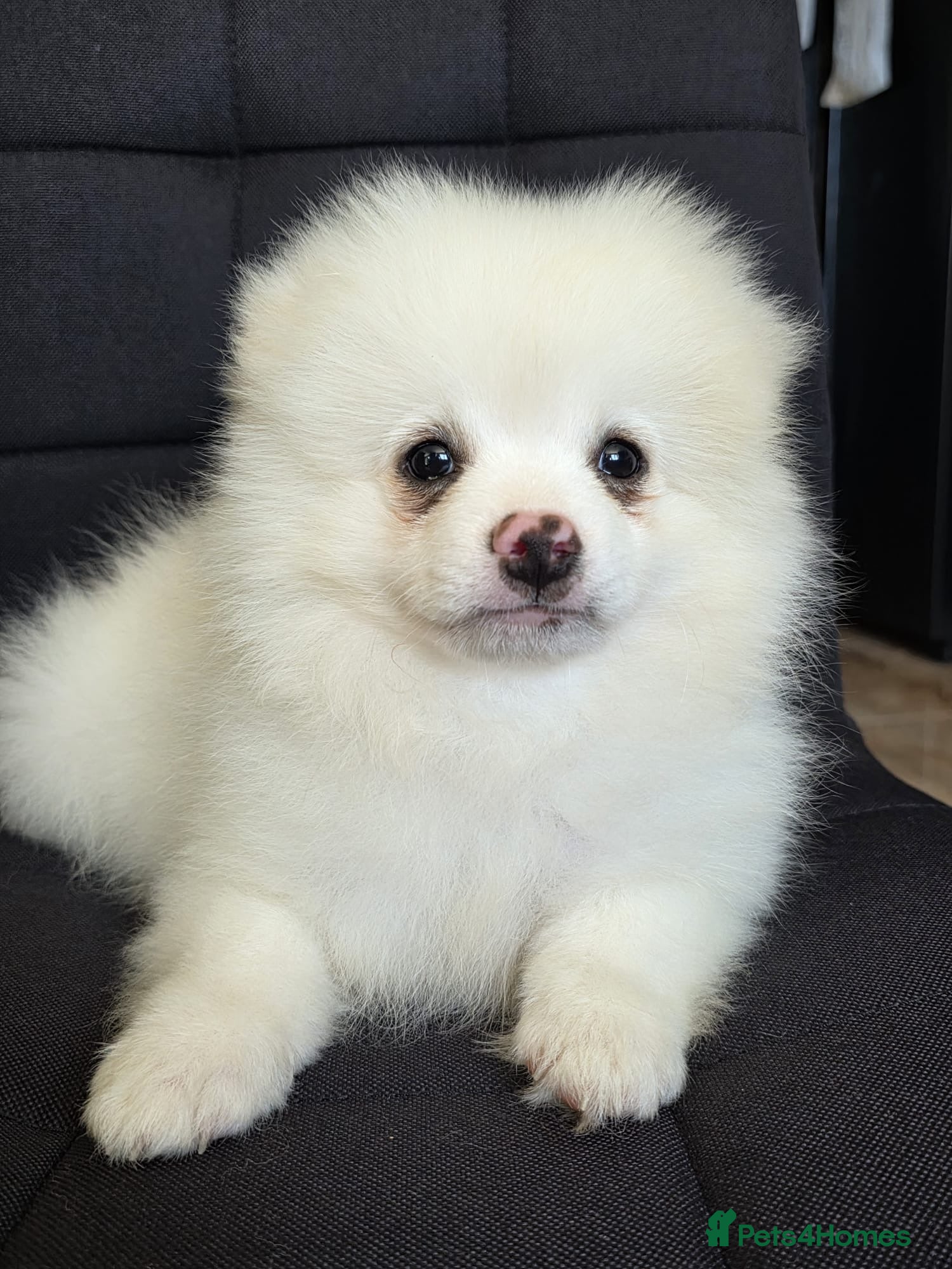Pomeranian dogs Beautiful pomeranian  puppies ready to go - Advert 17