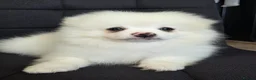 Pomeranian dogs for sale: Beautiful pomeranian  puppies ready to go - Advert 1