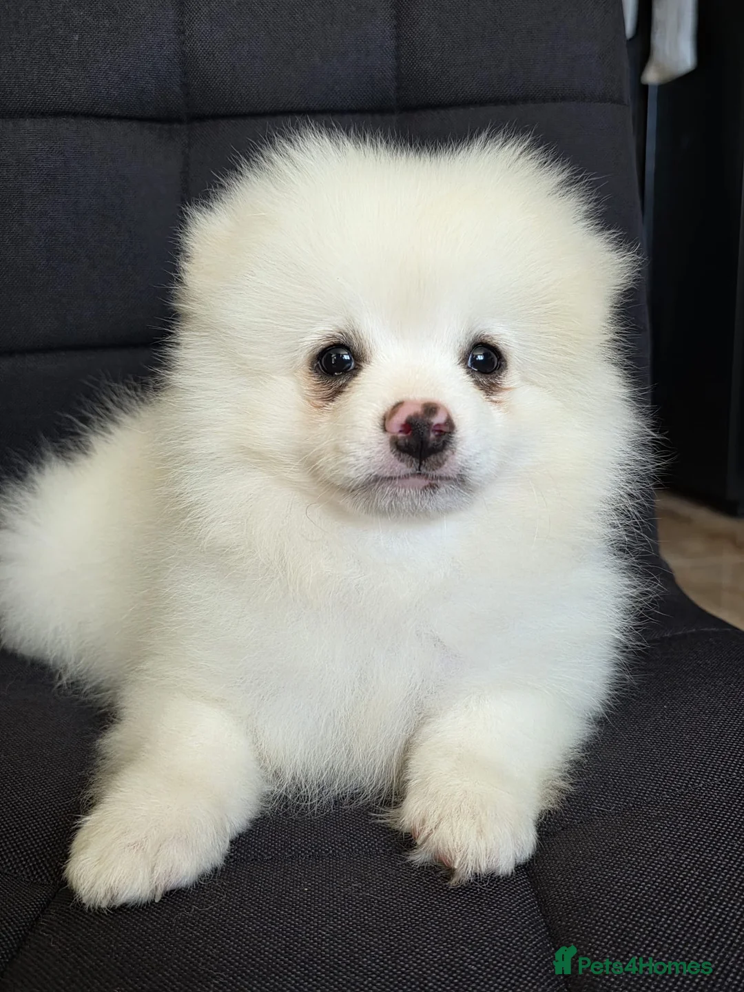 Pomeranian dogs for sale: Beautiful pomeranian  puppies ready to go - Advert 1