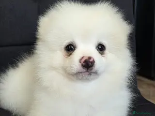 Pomeranian dogs Beautiful pomeranian puppies ready to go - Advert 1