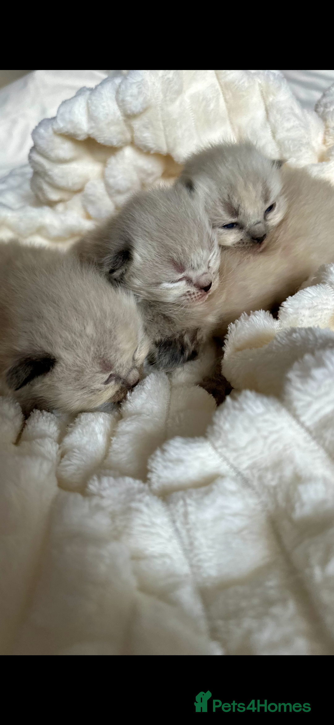 Ragdoll cats for sale: 🌼GCCF waiting list now open for spring babies 🌼 - Advert 3