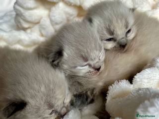 Ragdoll cats 🌼GCCF WAITIING LIST NOW OPEN 🌼 - Advert 12