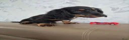 Miniature Dachshund dogs for sale: Beautiful Miniature Dachshund Ready to leave!♥️💙 - Advert 3