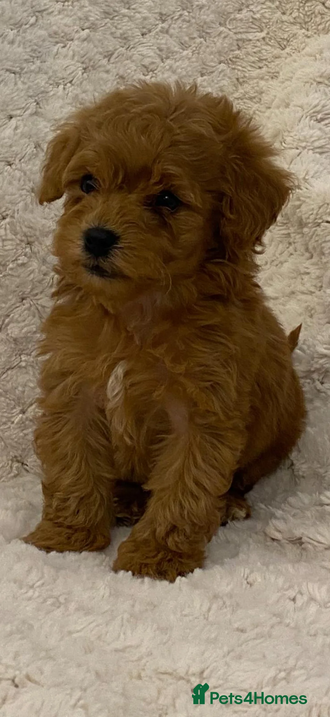 Cavapoo dogs for sale: 2 Toy cavapoos, parents extensively health tested  - Advert 1