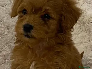 Cavapoo dogs 2 Toy cavapoos, parents extensively health tested - Advert 5