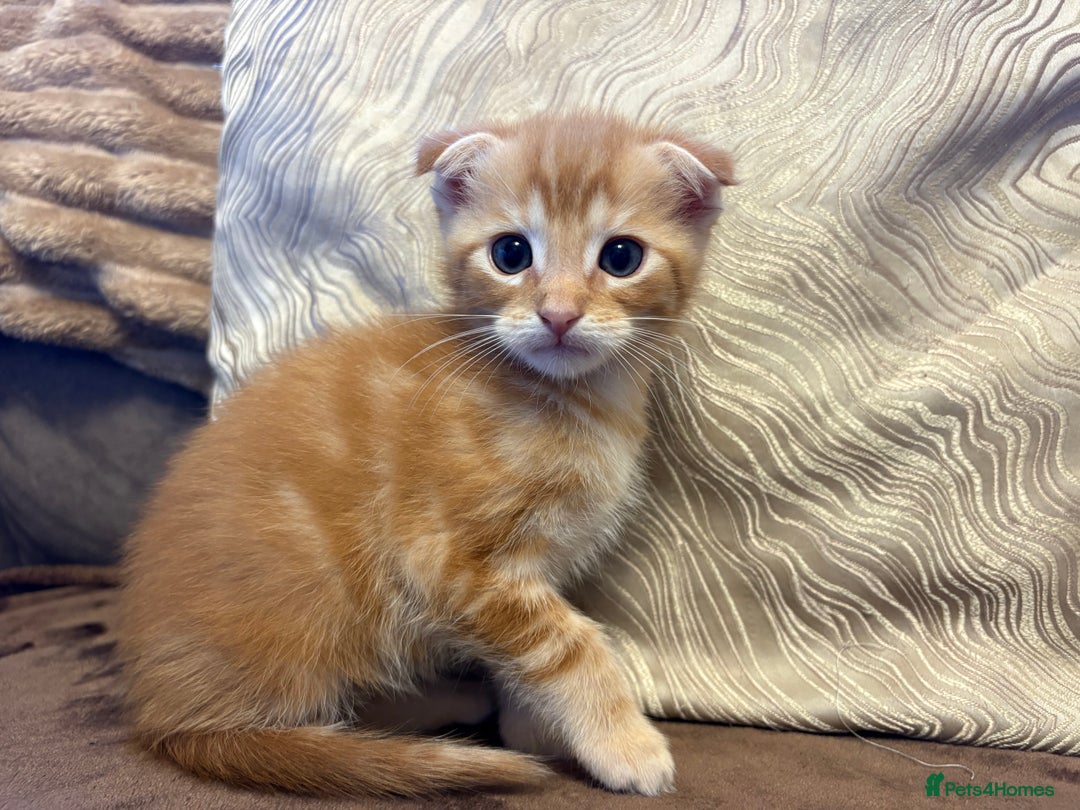 Maine Coon cats for sale: Maine coon x Scottish fold - Advert 1