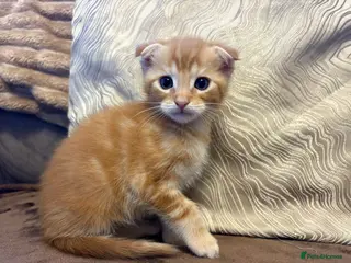 Maine Coon cats Maine coon x Scottish fold - Advert 2