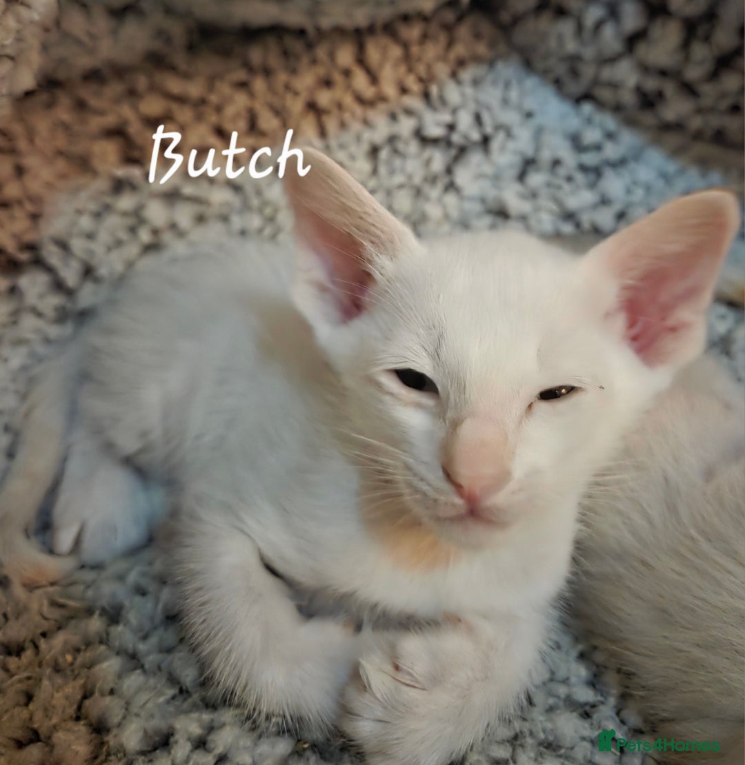 Oriental cats for sale: Beautiful GCCF registered Oriental kittens - Image 19