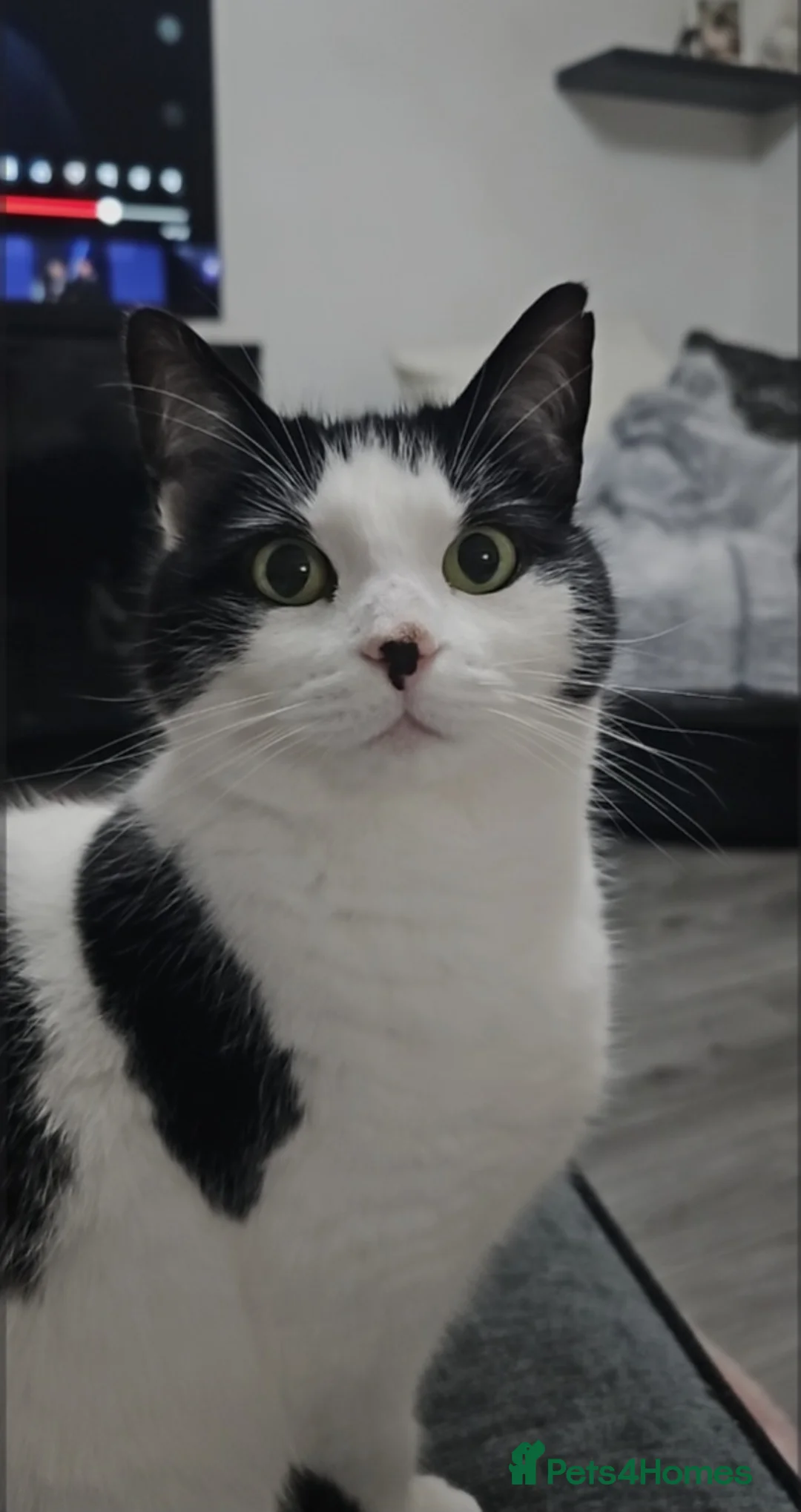 British Shorthair cats for sale: Beautiful Mother and Son up for rehoming! - Advert 2