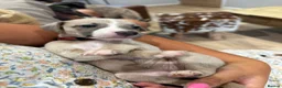 Whippet dogs for stud: Proven Pedigree racing whippet stud  in Alfreton - Advert 18