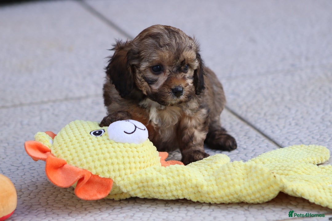 Cockapoo dogs for sale: Cockapoo puppies for sale!  - Advert 32