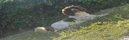 Springador dogs for sale: Springador puppies in Chichester - Advert 11