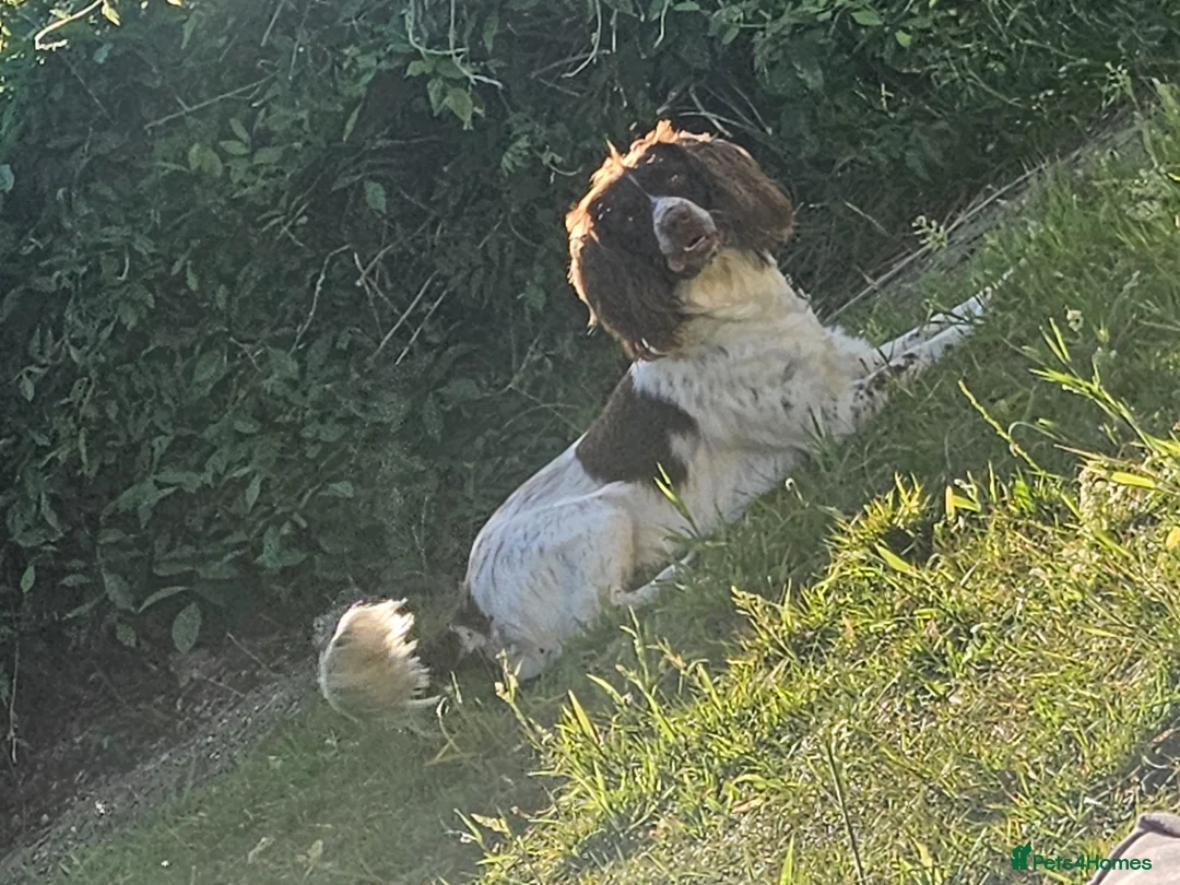 Springador dogs for sale: Springador puppies in Chichester - Advert 11