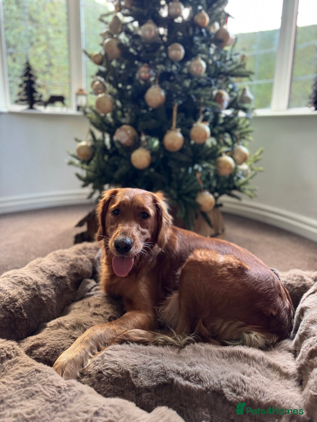 Golden Retriever dogs for sale: Golden retriever puppies  - Advert 7